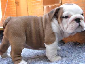 Charming English Bulldog Puppies Available