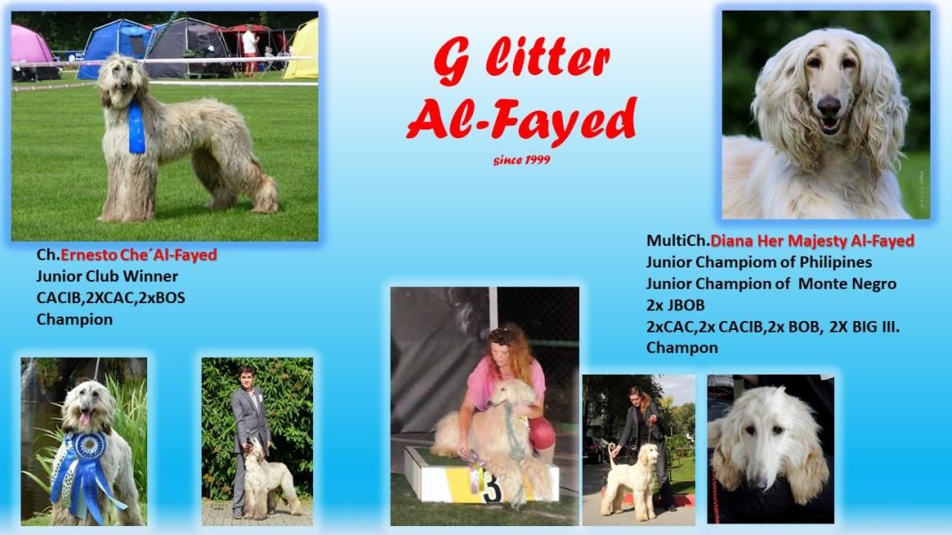 Afghan hound puppies for sale