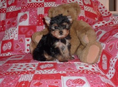 FREE VALENTINE TEACUP YORKIE PUPPIESA FOR FREE GIFT