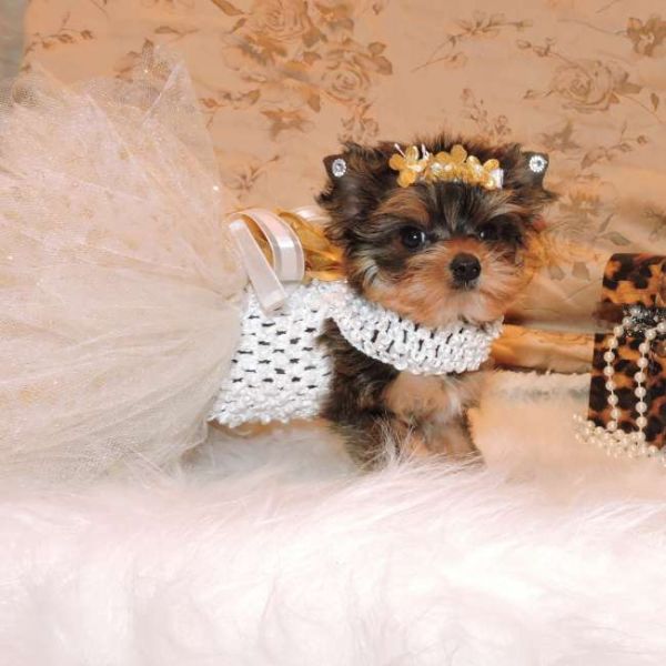 Gorgeous Male and Female Teacup Yorkie Puppies For Rehoming