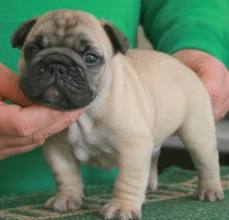 Two Gorgeous French Bulldog Puppies for adoption