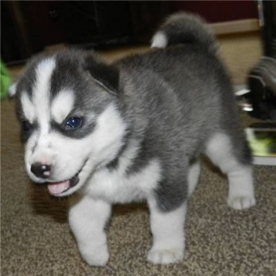 Rocky house blue eye siberian husky pups 