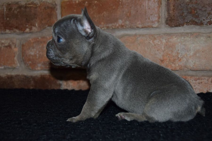 Sweet Blue French Bulldog Puppies for sale now.