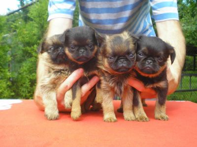 Puppies of Griffons and Brabancons