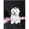 Adorable Maltese Puppies.