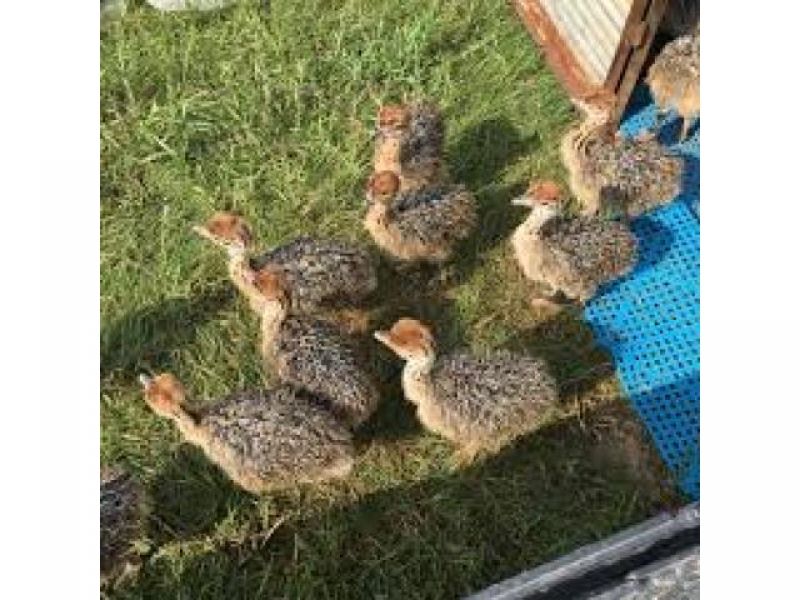 Buy Fertilized Ostrich chicks and Ostrich Eggs for sale 