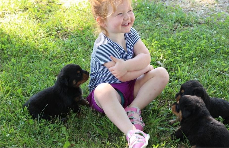 Rottweiler puppies ready for sale