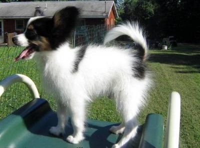 Very Vibrant Papillon puppy in need of a new home