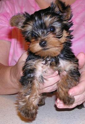 Quality Yorkshire Terrier puppies