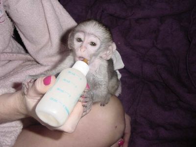 Baby Capuchin and Marmoset monkeys. 