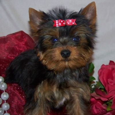 Out Standing Male and Female Yorkie Puppies For A Home