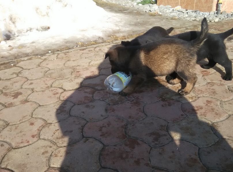 Puppies German Shepherd Dog for sale