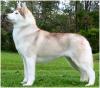 cute siberian huskies for free addo