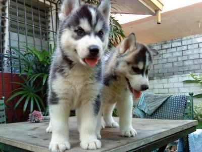 Siberian Husky Puppies for adoption