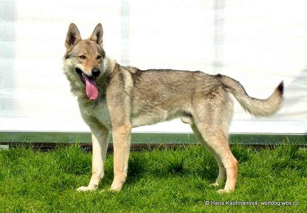 Czechoslovakian Vlcak - originally from the Czech Republic