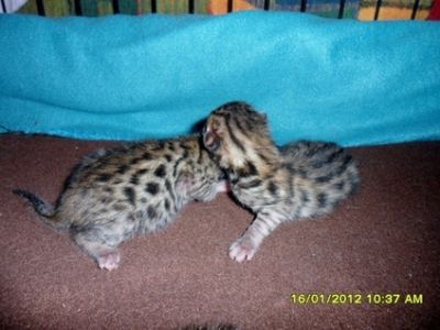 Pedigree bengal kittens