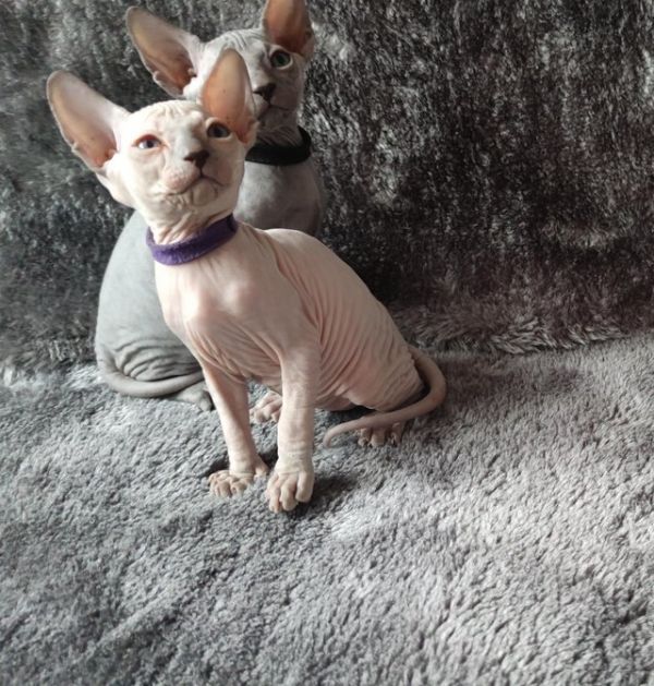 Beautiful Canadian Sphynx kittens
