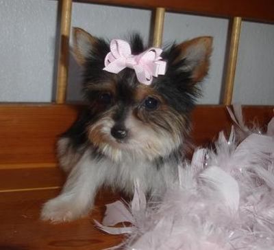 christmass teacup yorkie for free adoption