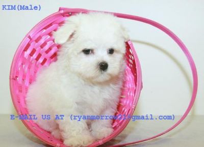 CUTE WHITE MALTESE PUPPIES LOOKING FOR A NEW CARING HOME