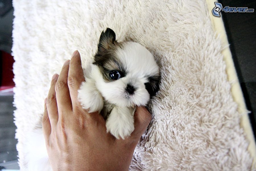 Better Shih Tzu Puppies