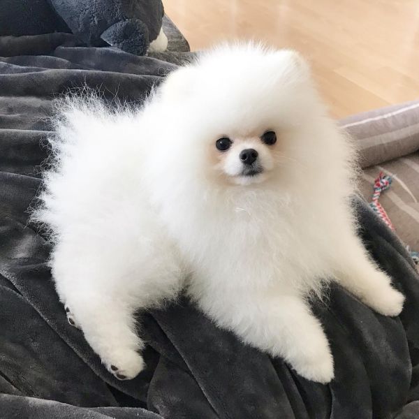 Pomeranian for sale 
