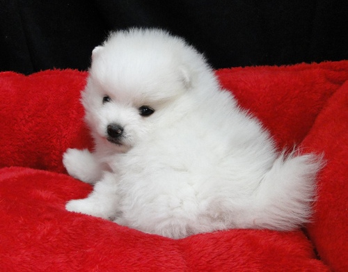 Teddy Bear Face White Pomeranian Puppies