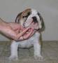 cute english bulldogs for adoption