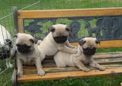 Pug Puppies for sale