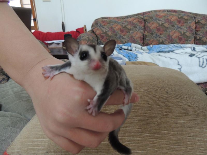  Male & Female Sugar Glider Pair 