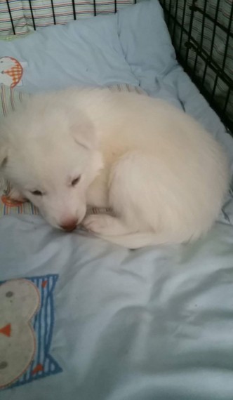 Siberian husky stuning pups for sale