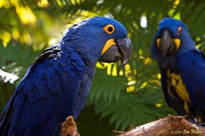 Hyacinth macaws, blue and Gold Macaws ,African Grey and Candle Tested Fertile Parrot Eggs For Sale .