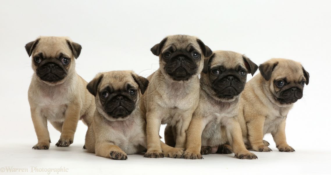  Excellent pug puppies 
