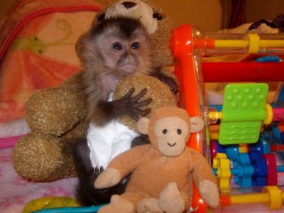  capuchin, squirrel, marmoset, spider monkey & Kinkajou babies for sale!!