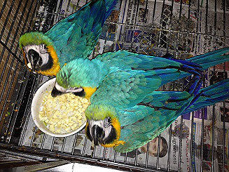 Super Tame baby Blue & Gold Macaw