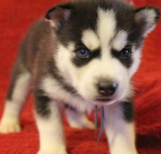 AKC Blue Eyes Siberian Husky Puppies For Free Adoption