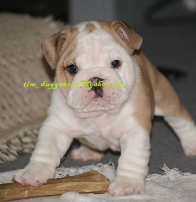 cute and adorable English bulldog puppies for adoption