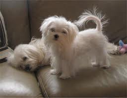  male and female teacup maltese puppies for rehoming
