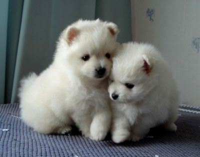 Quality Male and Female Pomeranian pups!!!!