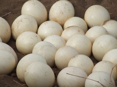 FRESH LAID OSTRICH AND PARROTS EGGS.