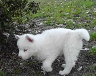 lovely and adorable Siberian husky puppy for adoption