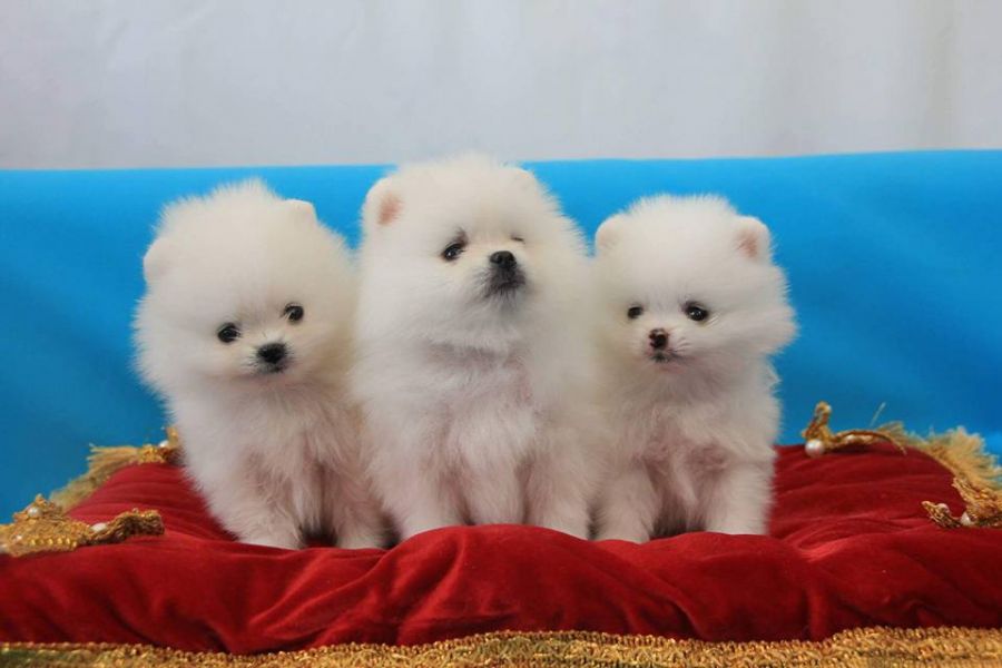 EXTREMELY TINY,GORGEOUS POMERANIAN PUPPIES CALL/TEXT(240) 542-7487.