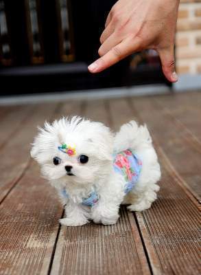 Adorable teacup Maltese puppies coming 4 u.........