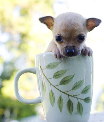 Breeders tea cup chihuahua puppy
