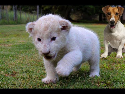Adorable cubs for sale