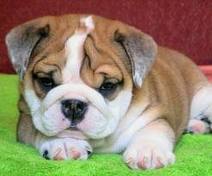 adorable male and female english bulldog puppies for adoption