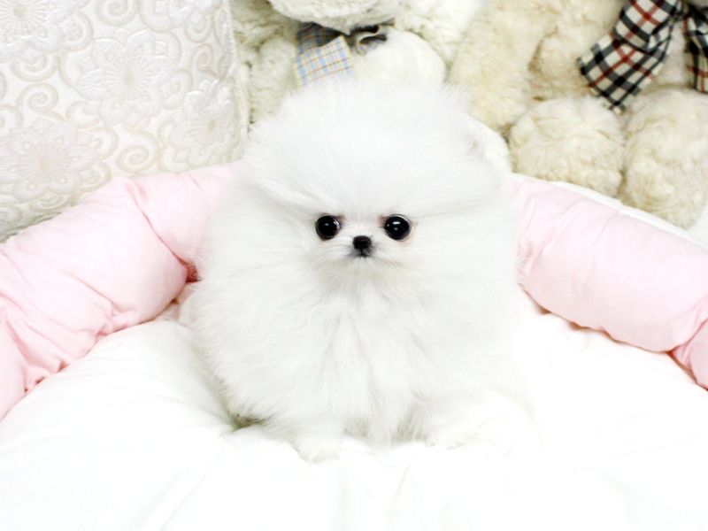 Adorable Male and female Teacup Pomeranian Puppies for good Home