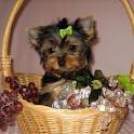 2 yorkie puppies for good home