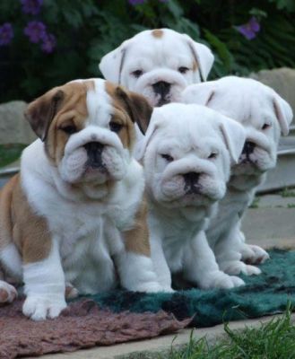 Free Adorable English Bulldog Puppies For Adoption