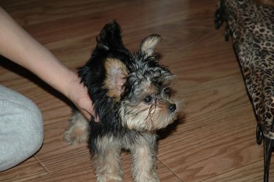 well traind yorkshire terrier puppy for sale