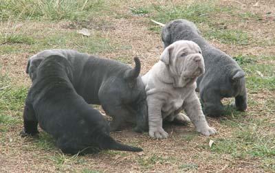 Neapolitan Mastiff Puppies 